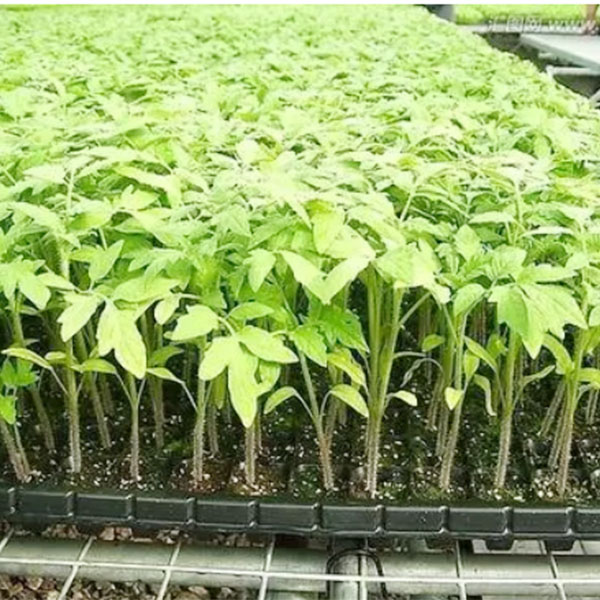 Ѩ��ʹ�ð���