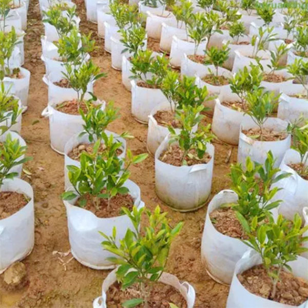 ��ֲ��ʹ�ð���