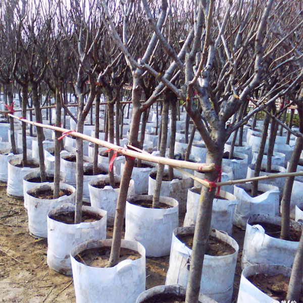 �޷Ĳ���ֲ������