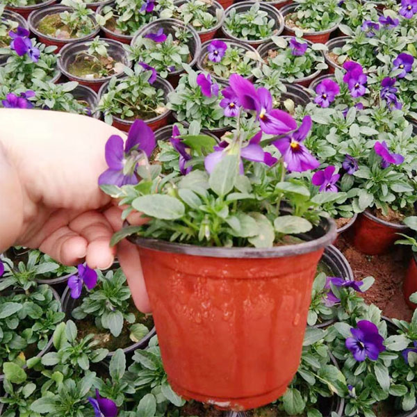 ˫ɫ��ʹ�ð���