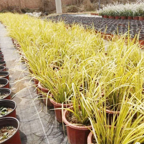 ˫ɫ��ʹ�ð���